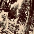AŞİYAN KEDİSİ (ÖYKÜ)