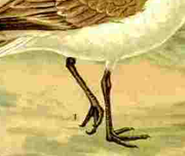 Ekran görüntüsü 2025-11-14 084636 Altın Yağmur Kuşu (Şiir)