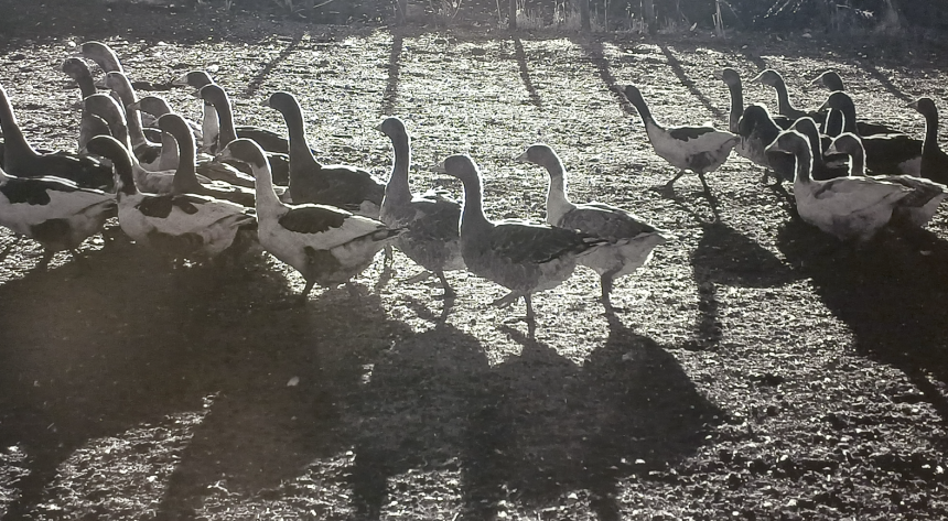 A.Kadir Ekinci’nin kadrajından: Kazların Senfonisi