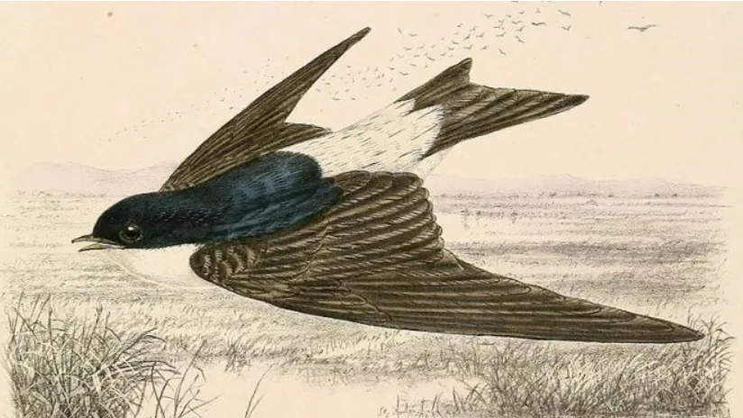 Kırlangıçlar Gider Gelir (Şiir)