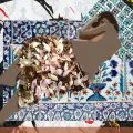 rehaiku-odalık (şiir)